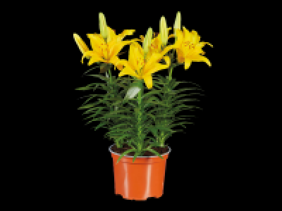 Potted Asiatic Lilies