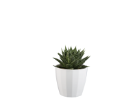 Lidl  Mini Plants in Ceramic Pots