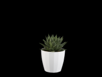 Lidl  Mini Plants in Ceramic Pots