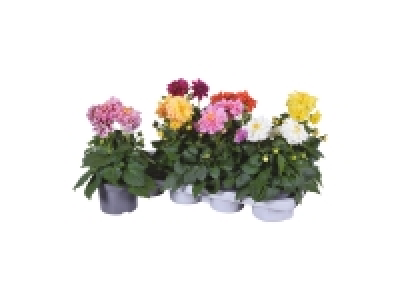 Dahlia 2.79 €