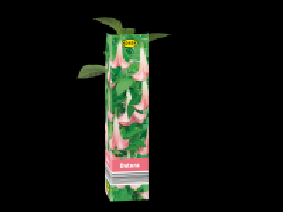 Lidl  Summer Plant Selection