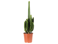 Lidl  Giant Cactus Mix