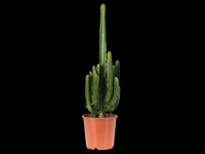 Lidl  Giant Cactus Mix