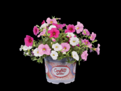 Confetti Petunia