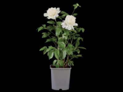 Lidl  Large Garden Peony