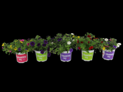 Lidl  Small Blooming Joy Mix