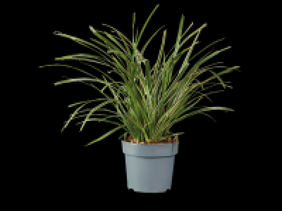 Lidl  Ornamental Grass Mix