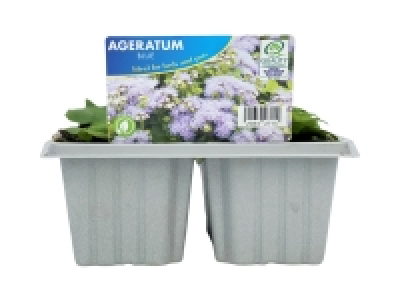 Summer Bedding