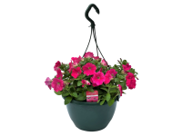 Lidl  Flowering Hanging Baskets