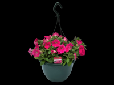 Lidl  Flowering Hanging Baskets