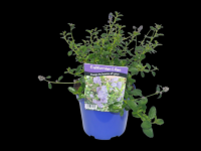 Californian Lilac