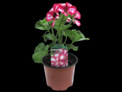 Ivy Leaf Geranium