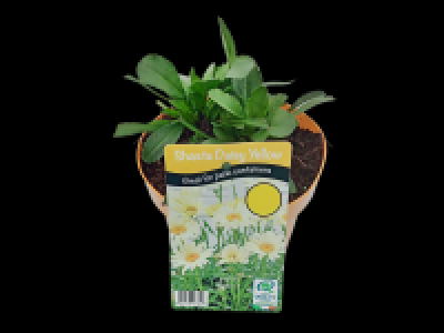 Shasta Daisy Yellow in Coloured Pot