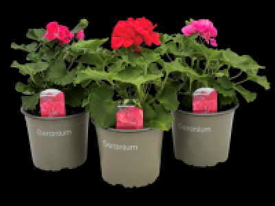 Zonal Geranium