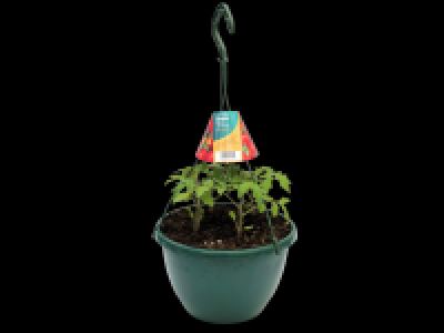 Lidl  Tomato Hanging Basket