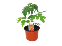 Lidl  Tomato Plant