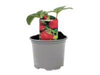 Lidl  Strawberry Plant