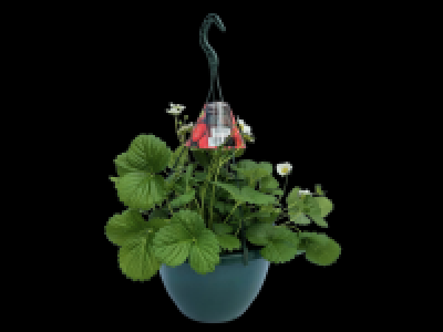 Lidl  Strawberry Hanging Basket