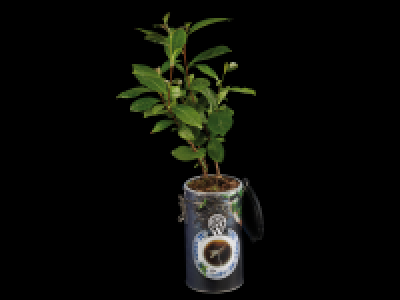 Lidl  Tea Plant in Tea Caddy