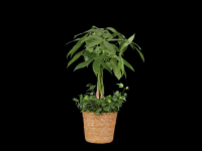 Lidl  Luxury Indoor Plants