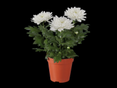 Lidl  Zembla Chrysanthemum