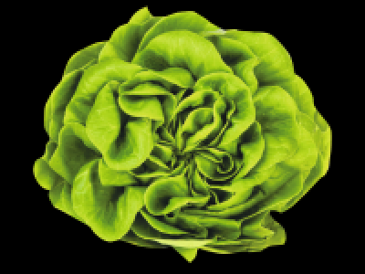 Irish Butterhead Lettuce 0.89 €