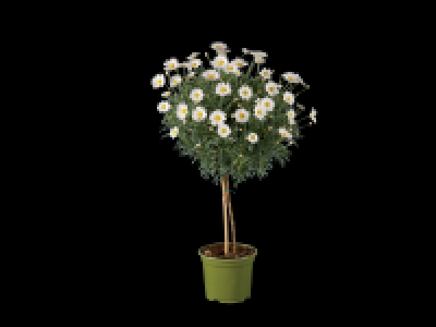 Lidl  Italian Marguerite Stem