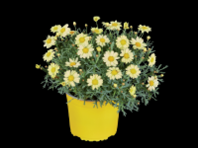 Coloured Marguerite Bushes