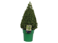 Lidl  Extra Large Buxus Pyramid