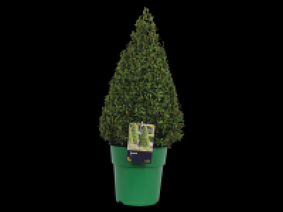 Lidl  Extra Large Buxus Pyramid