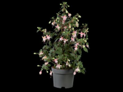 Lidl  Large Fuchsia