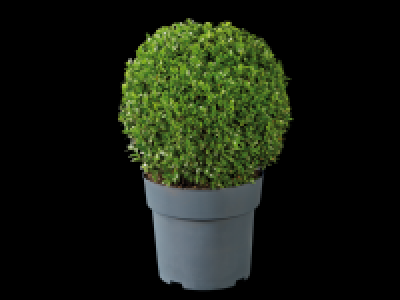 Lidl  Large Buxus Ball