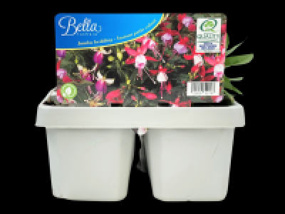 Lidl  Large Fuchsia/Osteospermum