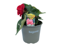 Lidl  Begonia