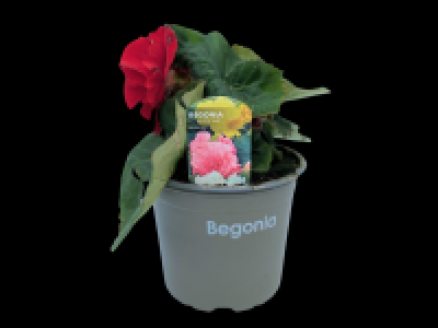 Lidl  Begonia