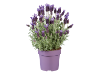 Lidl  Large French Lavender