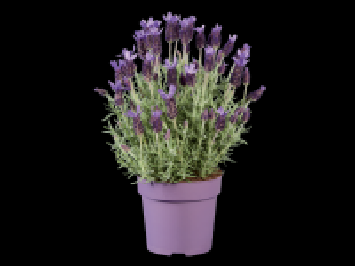 Lidl  Large French Lavender