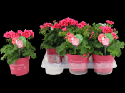 Lidl  Pelargonium Pretty Little