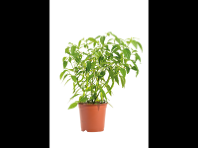 Tomato/Pepper Plants