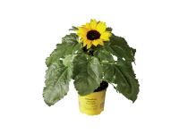 Lidl  Potted Sunflower