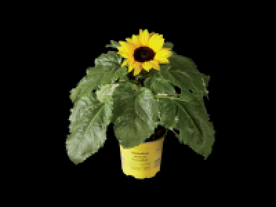 Potted Sunflower