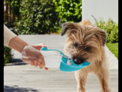 Dog Drinks Bottle