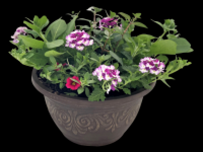 Lidl  Mixed Hanging Basket