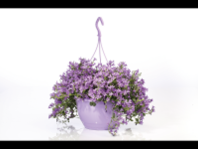 Lidl  Large Campanula Hanging Basket