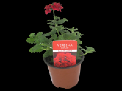 Verbena