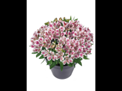 XL Alstromeria