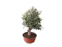 Lidl  Ornamental Olive Tree in Pot