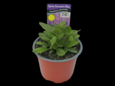 Salvia Sensation 3.69 €