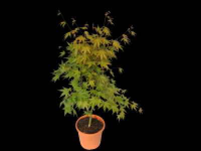 Extra Large Japanese Maple 19.99 €