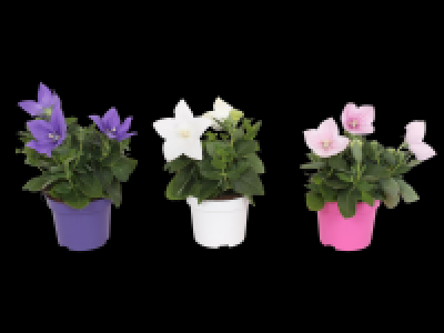 Balloon Flower 2.69 €